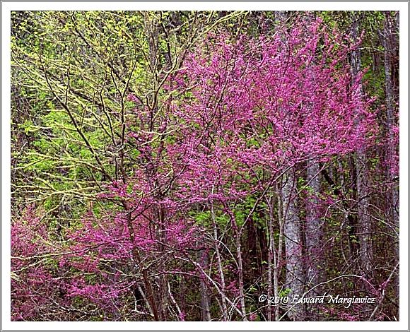 450665   Redbud trees and moss covered branches